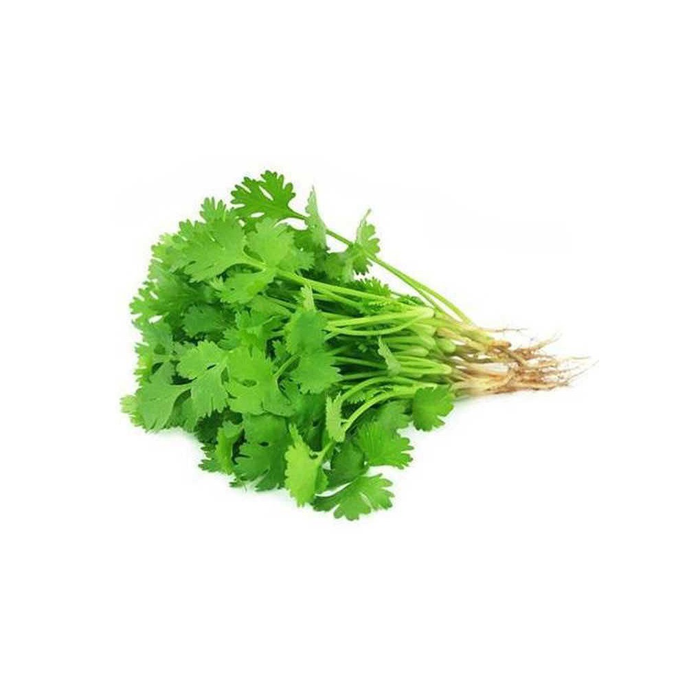 Fresh Coriander Leaves – Daily Cooking Herb